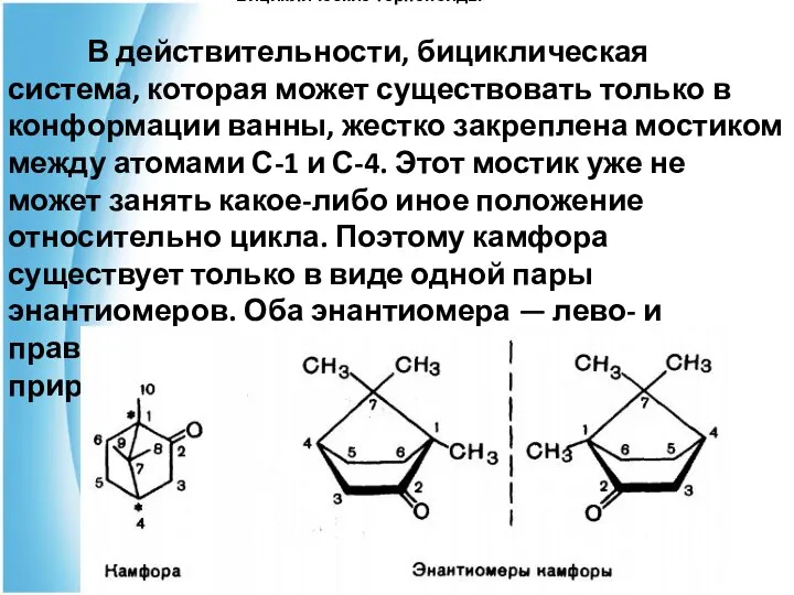 Бициклические терпеноиды В действительности, бициклическая система, которая может существовать только в