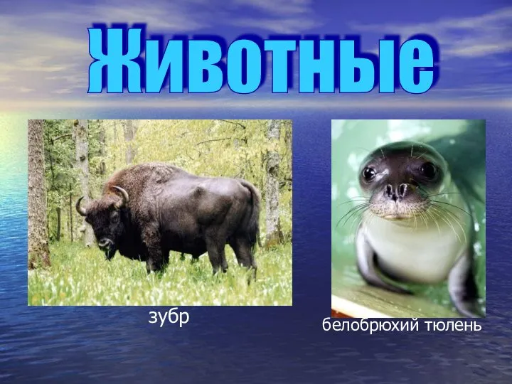 белобрюхий тюлень зубр Животные