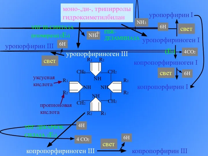 моно-,ди-, трипирролы гидроксиметилбилан уропорфириноген I уропорфирин I копропорфириноген I копропорфирин I