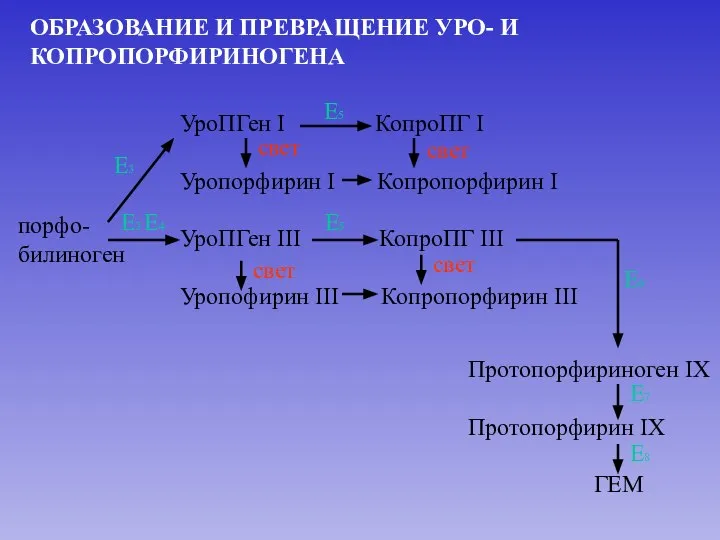 ОБРАЗОВАНИЕ И ПРЕВРАЩЕНИЕ УРО- И КОПРОПОРФИРИНОГЕНА порфо- билиноген