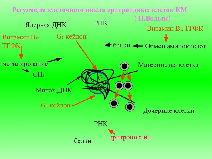 Регуляция клеточного цикла эритроидных клеток КМ ( П.Вольпе) Материнская клетка Дочерние