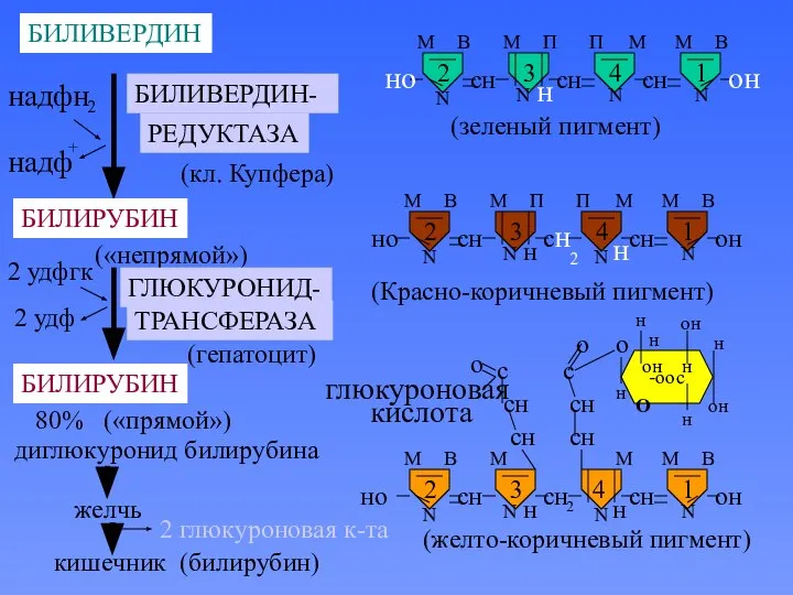 БИЛИВЕРДИН