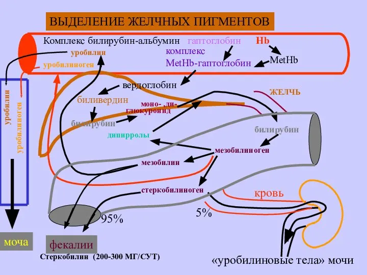 ВЫДЕЛЕНИЕ ЖЕЛЧНЫХ ПИГМЕНТОВ Комплекс билирубин-альбумин гаптоглобин Нb MetHb комплекс MetHb-гаптоглобин вердоглобин