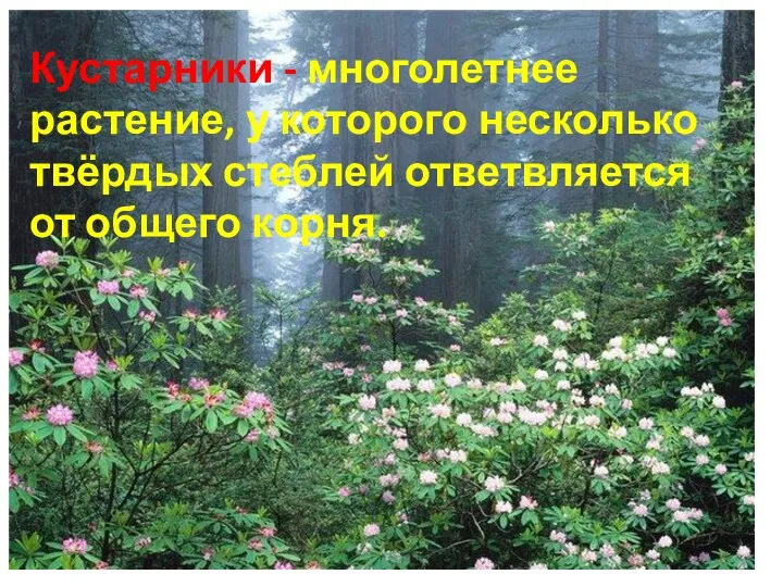 Кустарники - многолетнее растение, у которого несколько твёрдых стеблей ответвляется от общего корня.