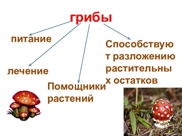 грибы питание лечение Помощники растений Способствуют разложению растительных остатков