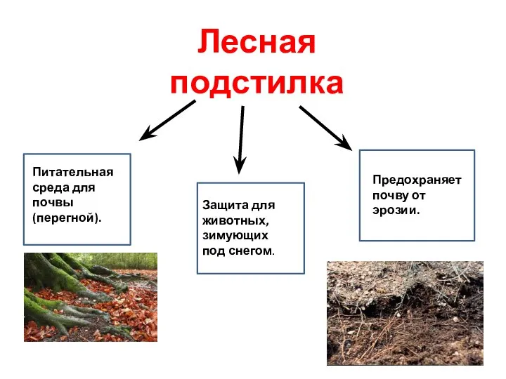 Лесная подстилка Питательная среда для почвы (перегной). Защита для животных, зимующих