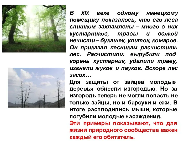 В XIX веке одному немецкому помещику показалось, что его леса слишком