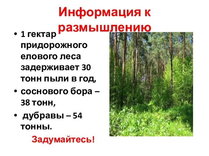 Информация к размышлению 1 гектар придорожного елового леса задерживает 30 тонн