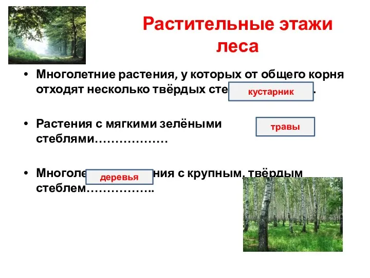 Растительные этажи леса Многолетние растения, у которых от общего корня отходят