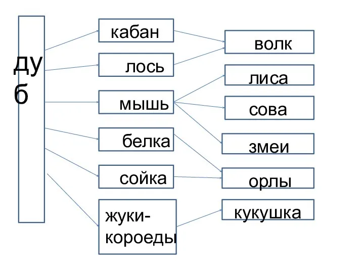 дуб кабан лось мышь белка сойка жуки- короеды волк лиса сова змеи орлы кукушка