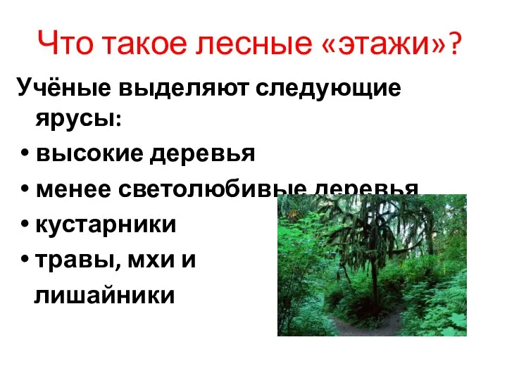 Что такое лесные «этажи»? Учёные выделяют следующие ярусы: высокие деревья менее