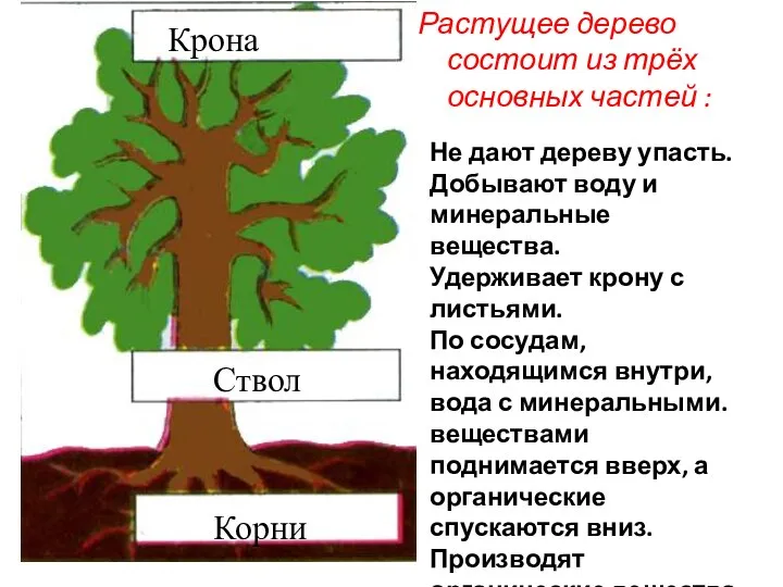 Крона Ствол Корни Растущее дерево состоит из трёх основных частей :