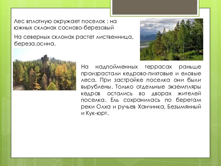 Лес вплотную окружает поселок : на южных склонах сосново-березовый На северных