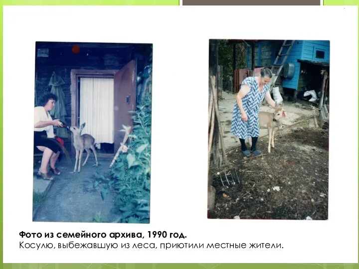 Фото из семейного архива, 1990 год. Косулю, выбежавшую из леса, приютили местные жители.