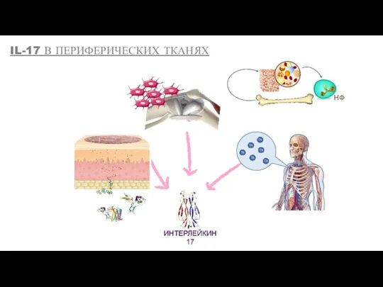 ИНТЕРЛЕЙКИН 17 НФ Th17 Th17 Th17 Th17 Th17 Th17 ИНТЕРЛЕЙКИН 17 IL-17 В ПЕРИФЕРИЧЕСКИХ ТКАНЯХ