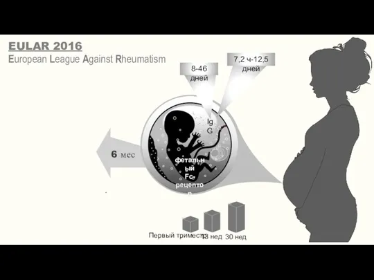 IgG фетальный Fc-рецептор Первый триместр 30 нед 13 нед 8-46 дней