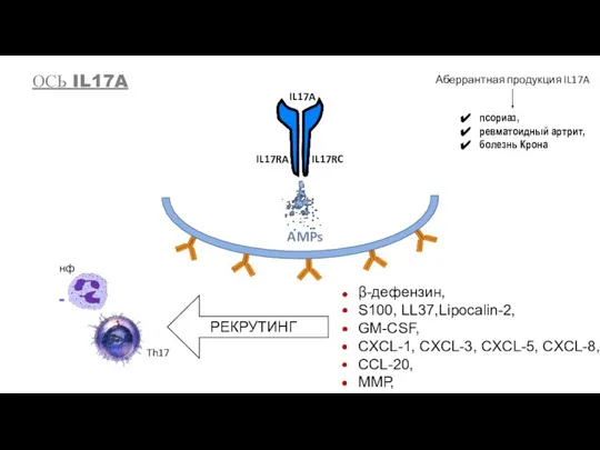 IL17A IL17RA IL17RC AMPs β-дефензин, S100, LL37,Lipocalin-2, GM-CSF, CXCL-1, CXCL-3, CXCL-5,