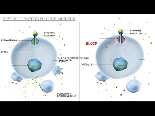 BLOCK NUCLEUS IL-17 в периферических тканях ДРУГИЕ ТЕРАПЕВТИЧЕСКИЕ МИШЕНИ