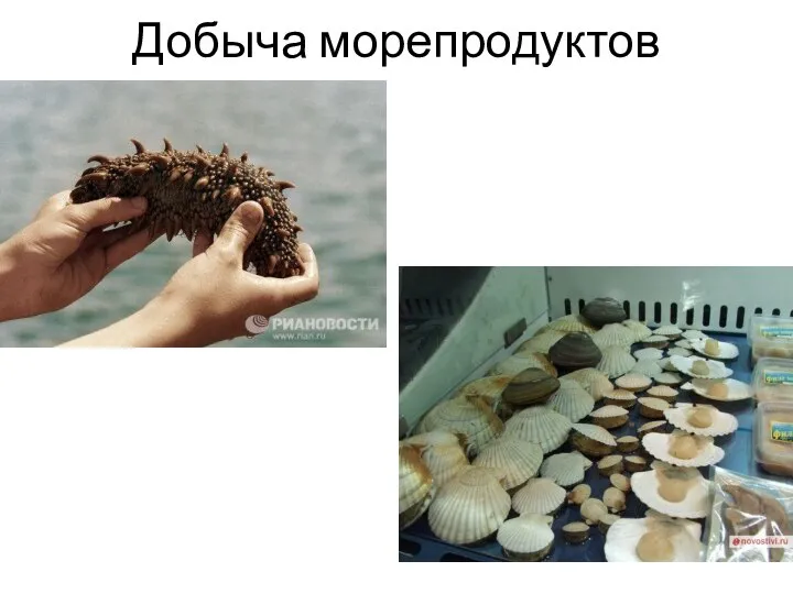 Добыча морепродуктов