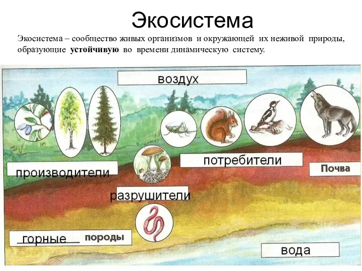 Экосистема Экосистема – сообщество живых организмов и окружающей их неживой природы,