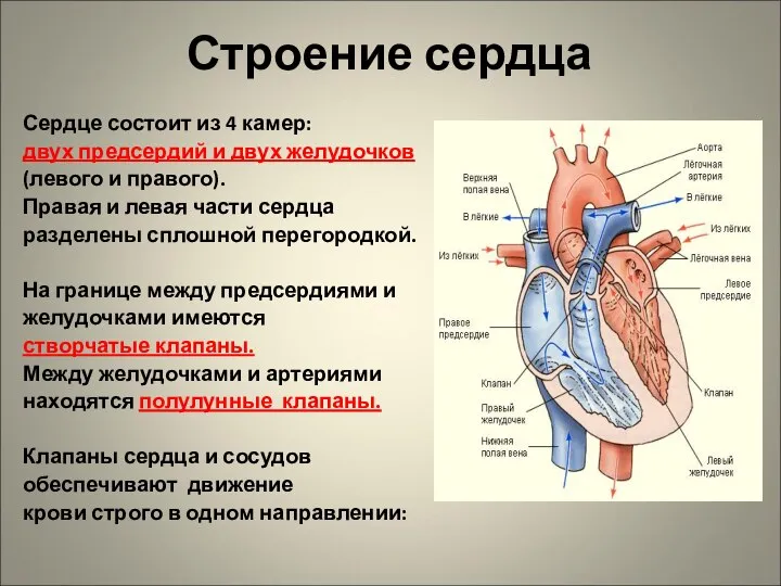 Строение сердца Сердце состоит из 4 камер: двух предсердий и двух