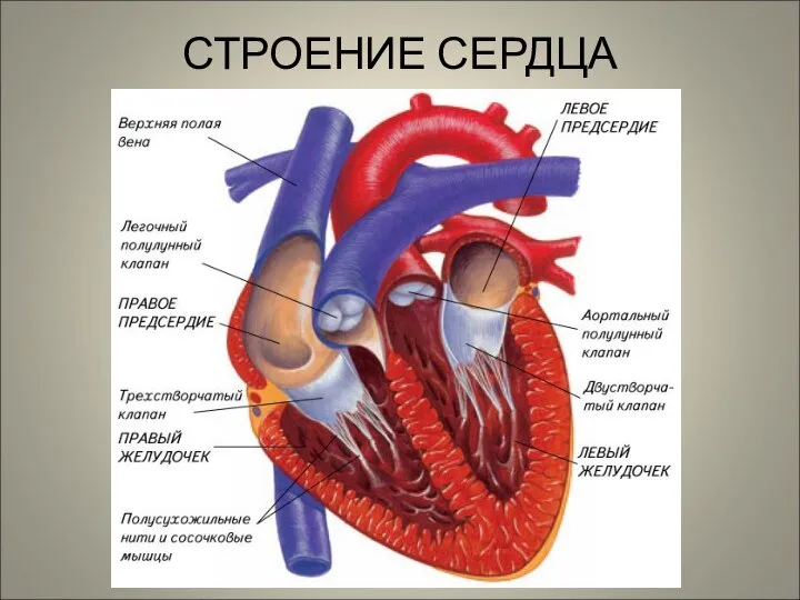 СТРОЕНИЕ СЕРДЦА