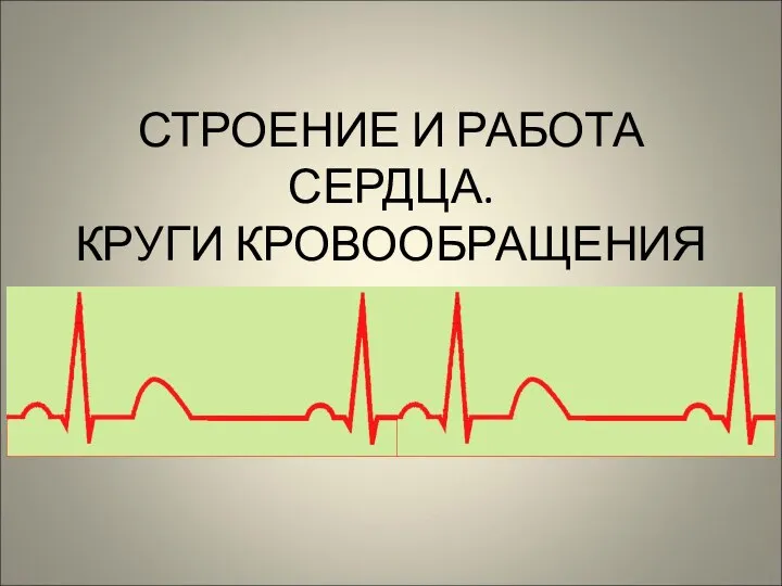 СТРОЕНИЕ И РАБОТА СЕРДЦА. КРУГИ КРОВООБРАЩЕНИЯ