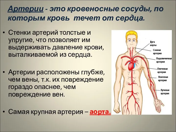 Артерии - это кровеносные сосуды, по которым кровь течет от сердца.