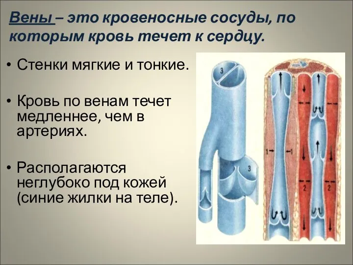 Вены – это кровеносные сосуды, по которым кровь течет к сердцу.