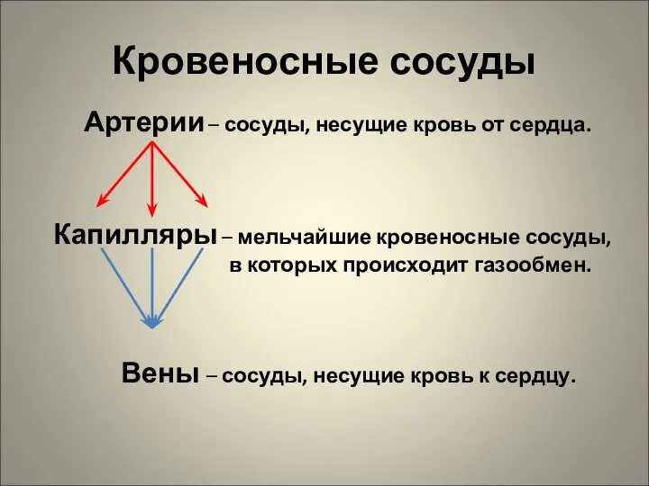 Кровеносные сосуды Артерии – сосуды, несущие кровь от сердца. Капилляры –