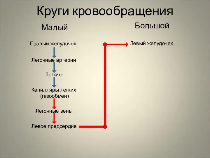 Круги кровообращения Малый Большой Правый желудочек Легочные артерии Легкие Капилляры легких