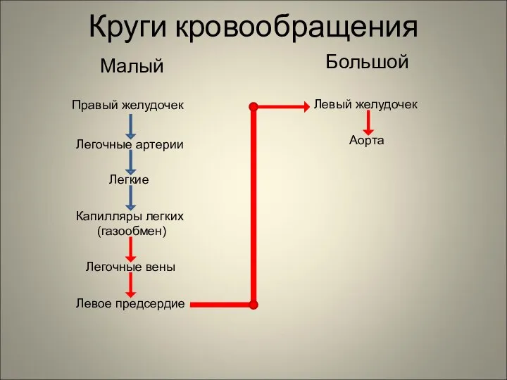 Круги кровообращения Малый Большой Правый желудочек Легочные артерии Легкие Капилляры легких