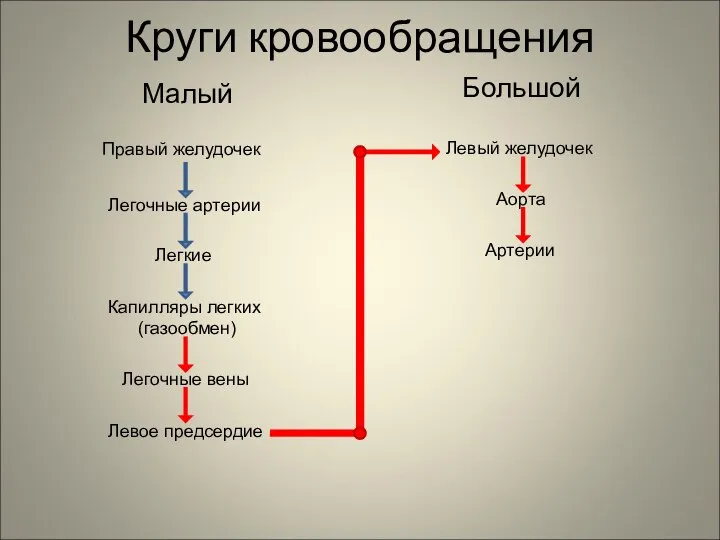 Круги кровообращения Малый Большой Правый желудочек Легочные артерии Легкие Капилляры легких