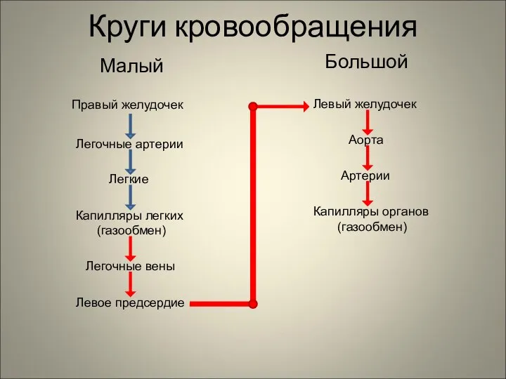 Круги кровообращения Малый Большой Правый желудочек Легочные артерии Легкие Капилляры легких