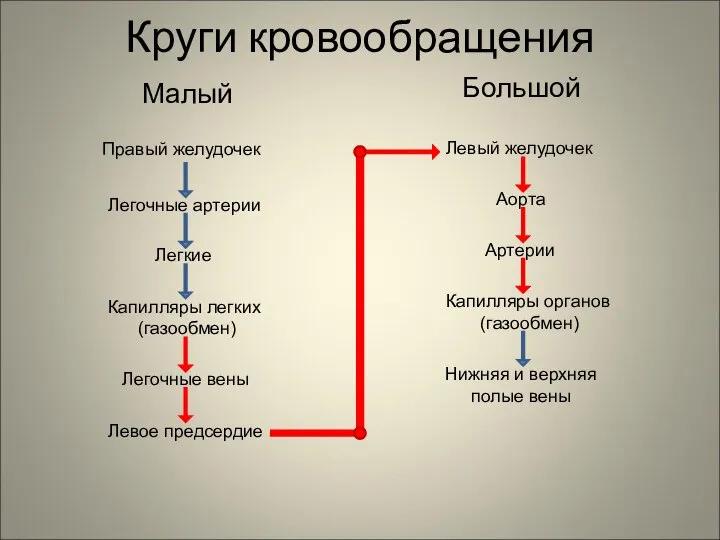 Круги кровообращения Малый Большой Правый желудочек Легочные артерии Легкие Капилляры легких