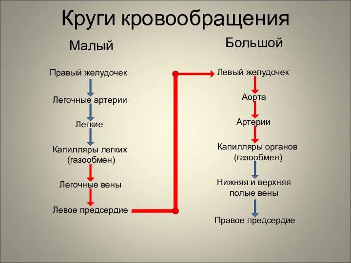 Круги кровообращения Малый Большой Правый желудочек Легочные артерии Легкие Капилляры легких