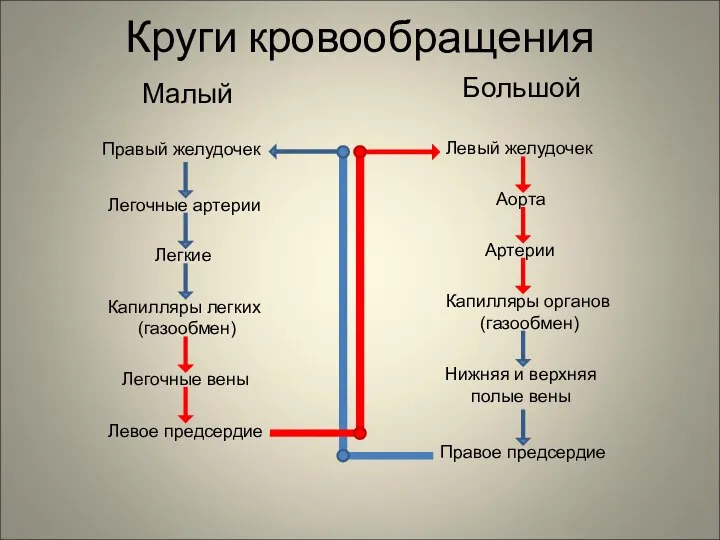 Круги кровообращения Малый Большой Правый желудочек Легочные артерии Легкие Капилляры легких