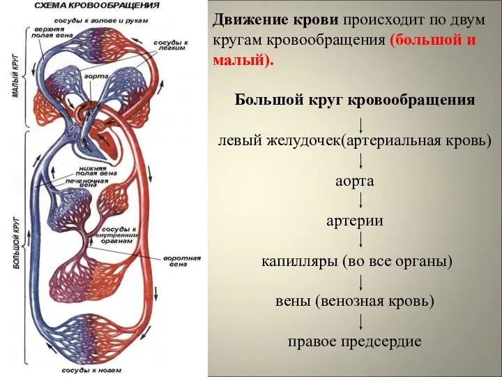 Движение крови происходит по двум кругам кровообращения (большой и малый). Большой