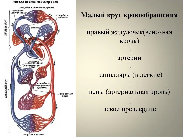 Малый круг кровообращения правый желудочек(венозная кровь) артерии капилляры (в легкие) вены (артериальная кровь) левое предсердие