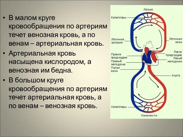 В малом круге кровообращения по артериям течет венозная кровь, а по