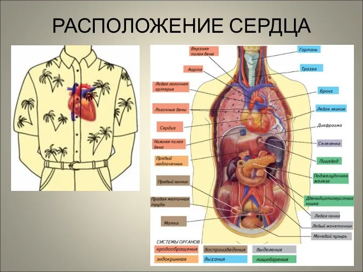 РАСПОЛОЖЕНИЕ СЕРДЦА