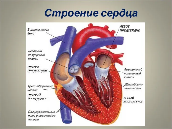 Строение сердца