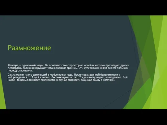 Размножение Леопард — одиночный зверь. Он помечает свою территорию мочой и