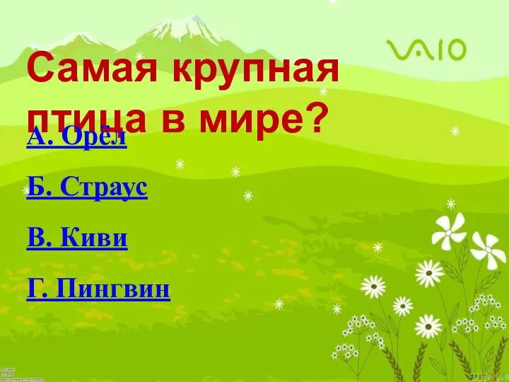 Самая крупная птица в мире? А. Орёл Б. Страус В. Киви Г. Пингвин