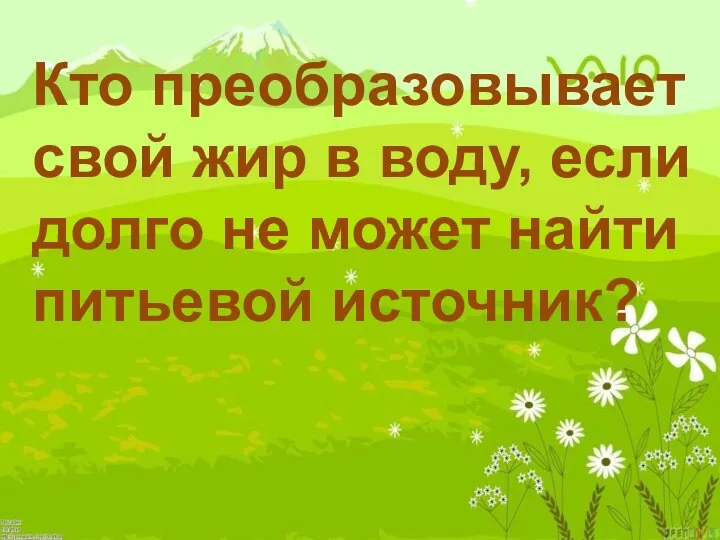 Кто преобразовывает свой жир в воду, если долго не может найти питьевой источник?