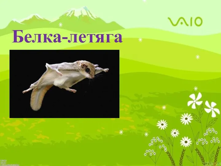 Белка-летяга