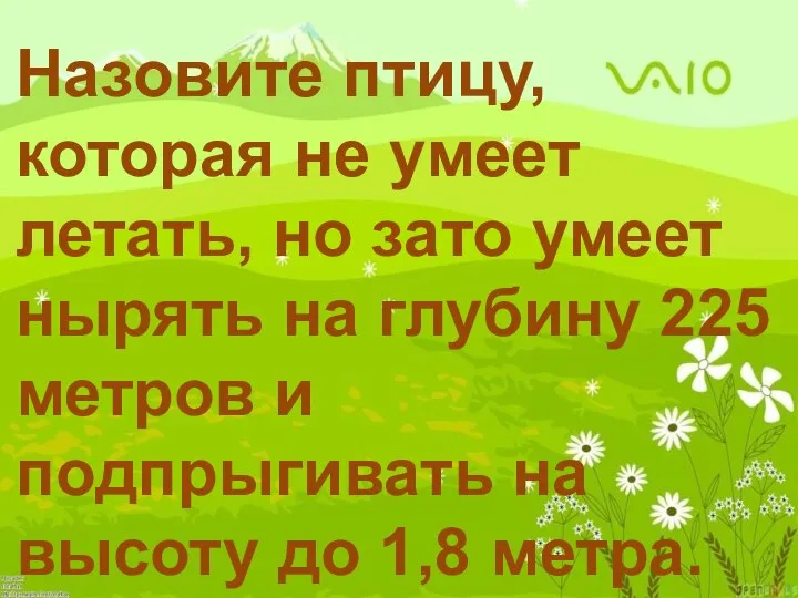 Назовите птицу, которая не умеет летать, но зато умеет нырять на