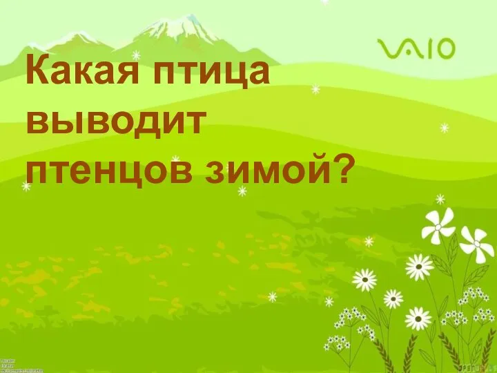 Какая птица выводит птенцов зимой?