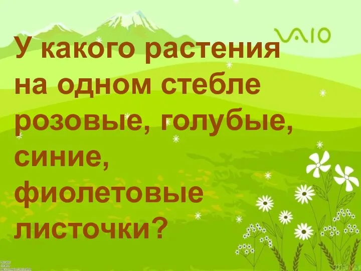 У какого растения на одном стебле розовые, голубые, синие, фиолетовые листочки?