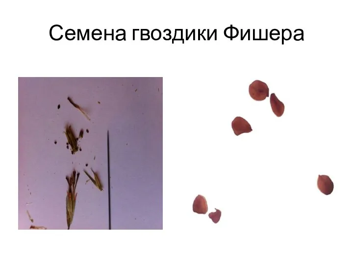 Семена гвоздики Фишера